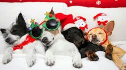 692613a98e6ad384238f9f2bdreamstime_xl_167015419 692613a98e6ad384238f9f2bdreamstime_xl_167015419