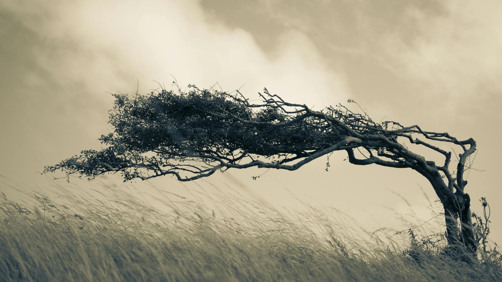 edge_tree_184790178_martin_thomas_dreamstime