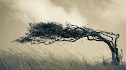 edge_tree_184790178_martin_thomas_dreamstime edge_tree_184790178_martin_thomas_dreamstime