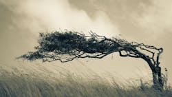 693c7e802fbec4e60cfd75c4 Edge Tree 184790178 Martin Thomas Dreamstime 693c7e802fbec4e60cfd75c4 Edge Tree 184790178 Martin Thomas Dreamstime