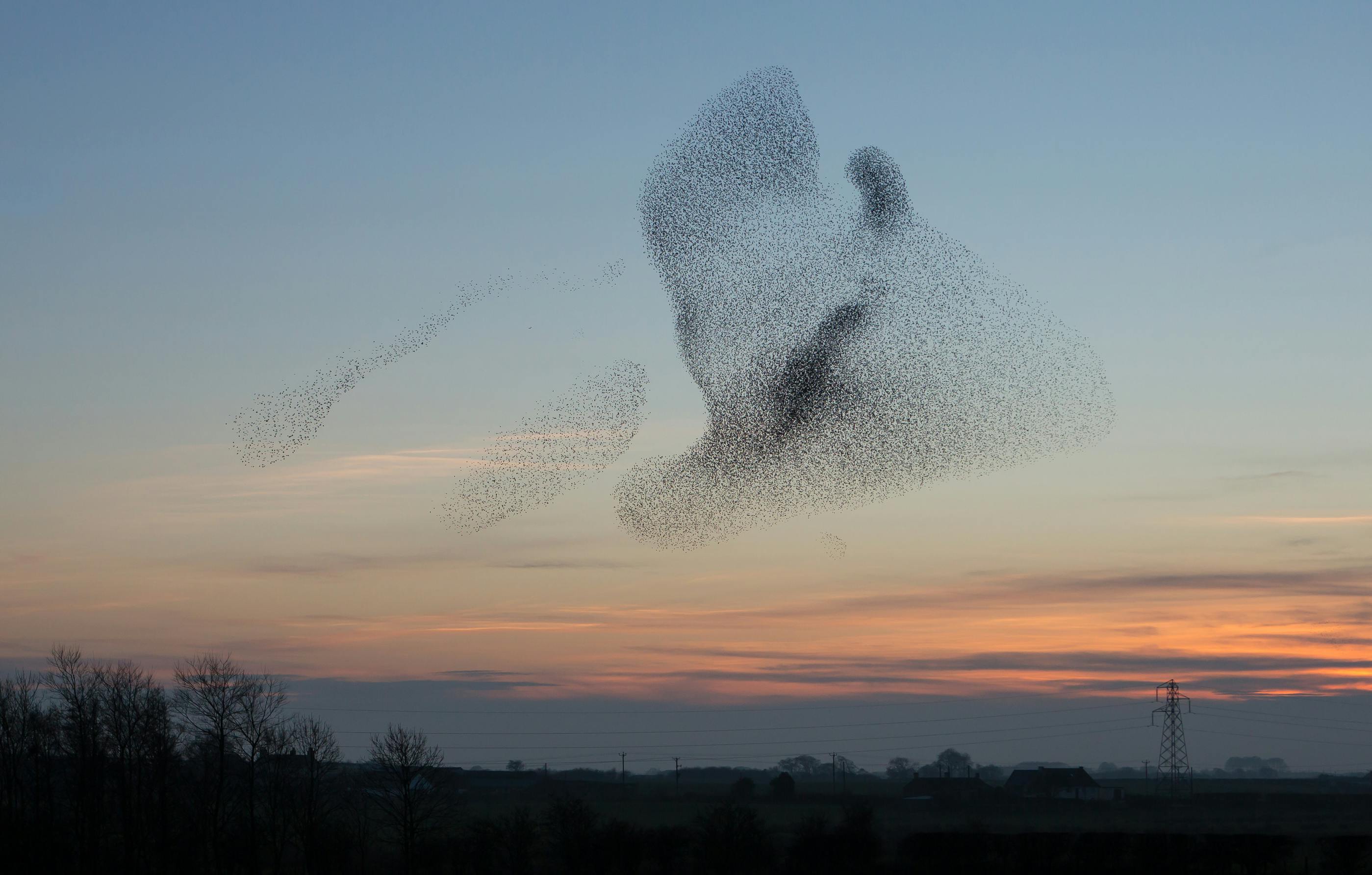 A giant flock of starlings create shapes in the sky at the end of the day