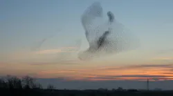 A giant flock of starlings create shapes in the sky at the end of the day