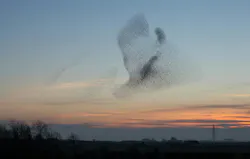 A giant flock of starlings create shapes in the sky at the end of the day