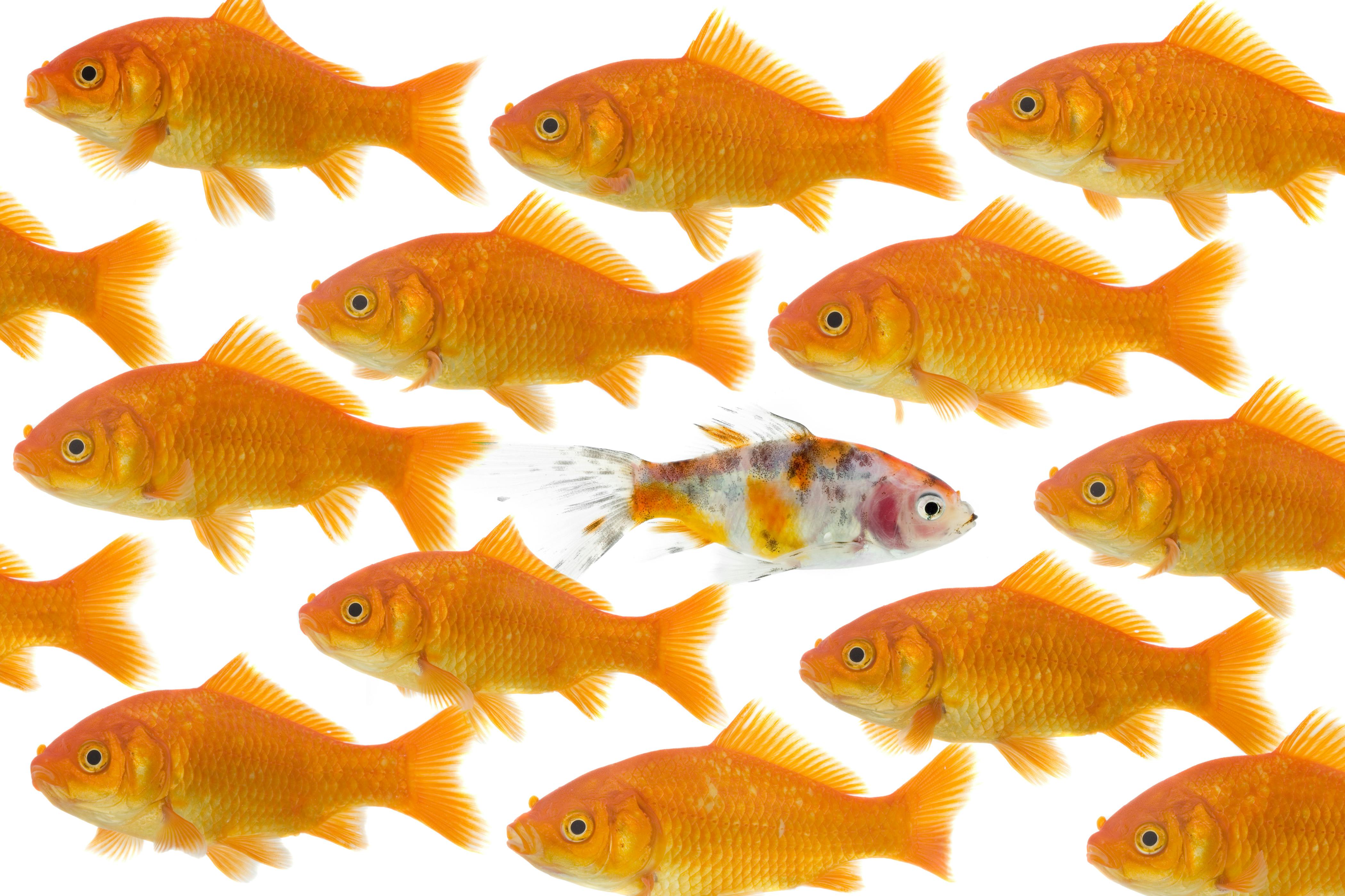 One goldfish being different. Dare to be different : on goldfish being different than the others, isolated on a white background