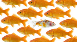 One goldfish being different. Dare to be different : on goldfish being different than the others, isolated on a white background One goldfish being different. Dare to be different : on goldfish being different than the others, isolated on a white background