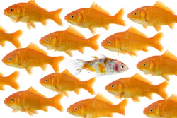One goldfish being different. Dare to be different : on goldfish being different than the others, isolated on a white background One goldfish being different. Dare to be different : on goldfish being different than the others, isolated on a white background