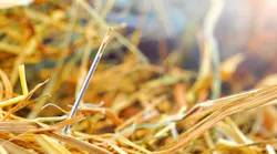 needle in a hay stack
