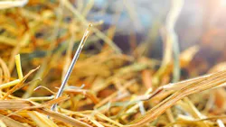 needle in a hay stack